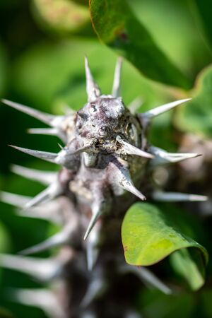 Crown of thorns (Euphorbia milii) in a garden in Florida