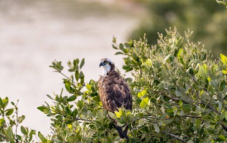 Wild osprey perched in a tree near a lakeの写真素材