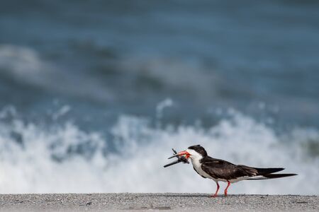 Skimmer returning with fish for the chicksの写真素材