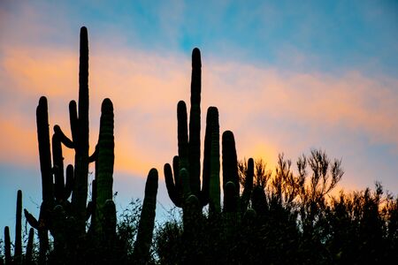 Silhouette of cacti with a colorful sunsetの写真素材