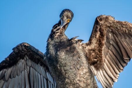 Close up of a cormorant with its wings spread wide drying them offの写真素材