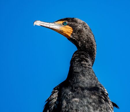Close up of a cormorant with a blue sky in the background