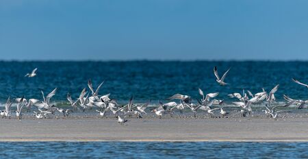 Terns and shore birds on the beach in Florida