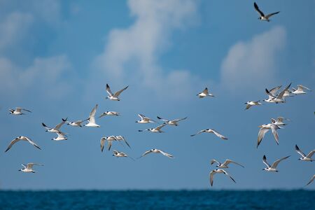 Terns flying over the water at a Florida park on the Gulf of Mexico