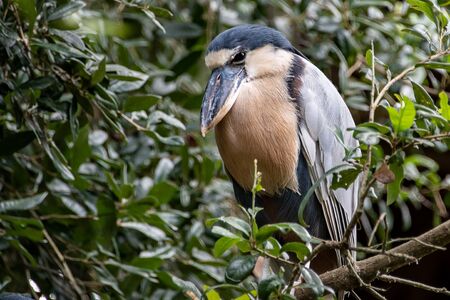 Boat-billed heron perched on a branch in a treeの写真素材