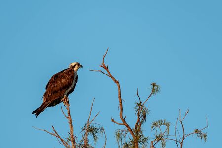 Osprey in a tree staring into the distance on a bright sunny dayの写真素材
