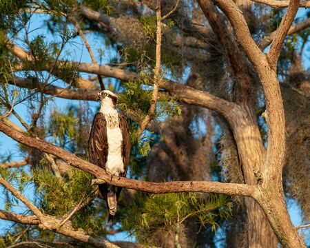 Osprey in a tree staring into the distance on a bright sunny dayの写真素材