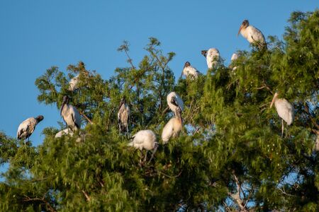 Flock of wood storks perched in a nearby tree in Floridaの写真素材