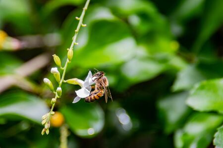 Bee standing on a white flower gathering pollen