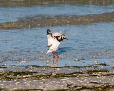 Ruddy turnstone flaps its wings in the waters along of Gulf of Mexico - Florida