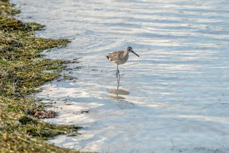 Willet wading near the shore in Floridaの写真素材