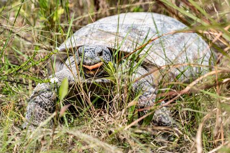 Florida wildlife - turtle sticking his tongue outの写真素材
