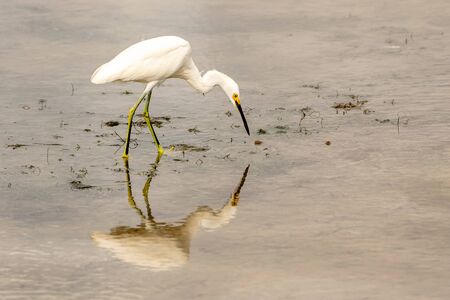 Snowy egret along the shore in Floridaの写真素材
