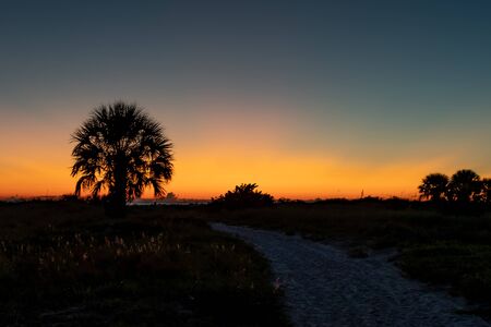 Silhouette of the palm trees as the sun sets in Clearwater, Florida USAの写真素材