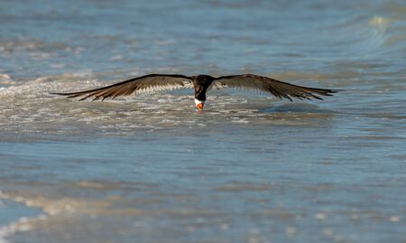 Black skimmer on the beach on Florida - skimming with wings flatの写真素材