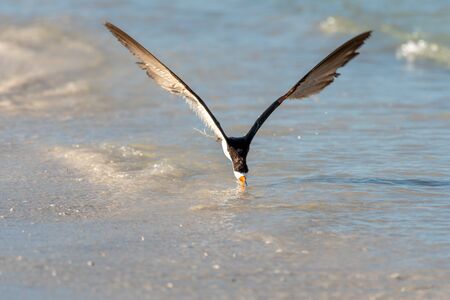 close up of a black skimmer skimming along the shorelineの写真素材