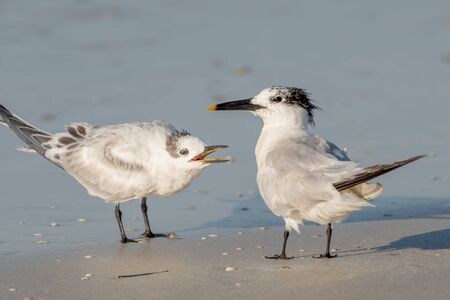 Two royal terns having a conversation on the beach in Floridaの写真素材