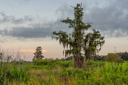 Landscape of Florida with tree and sunrise skyの写真素材