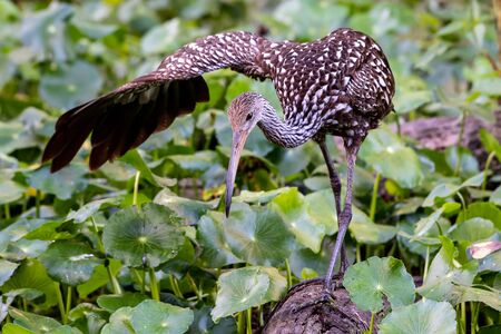 Limpkin spreads one wing as it is perched on a branchの写真素材