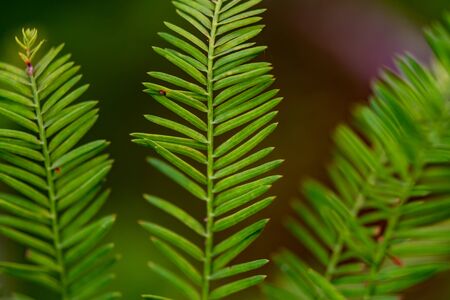Branches of a pine tree with needles - close upの写真素材