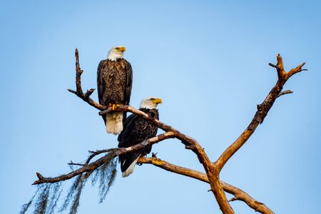 American bald eagle mates perched together on a tree branch