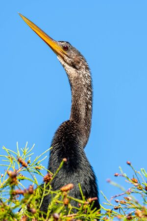 Profile of an anhinga perched in a treeの写真素材