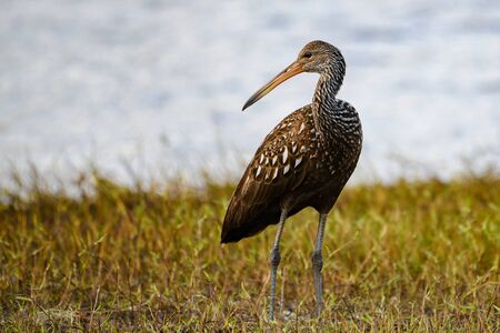 full body view of a limpkin at the edge of a lakeの写真素材