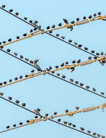 Flock of starlings fill the telephone wires in a criss-cross patternの写真素材