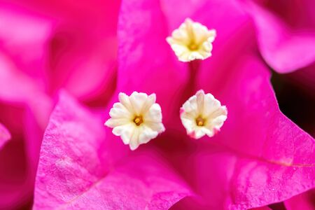 Bougainvillea Bush in bloom - close up of a purple flowering bushの写真素材