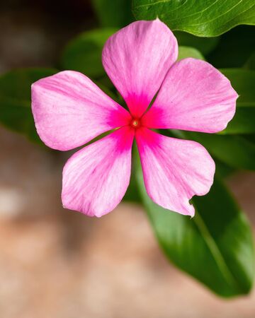 Periwinkle - bright pink flower in Floridaの写真素材