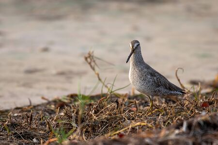 Short billed dowitchers in Florida foraging on the beachの写真素材