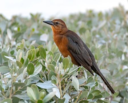 Female boat tailed grackle at the beach in Florida