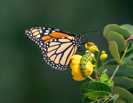 Monarch butterfly and caterpillar sitting on a yellow flower