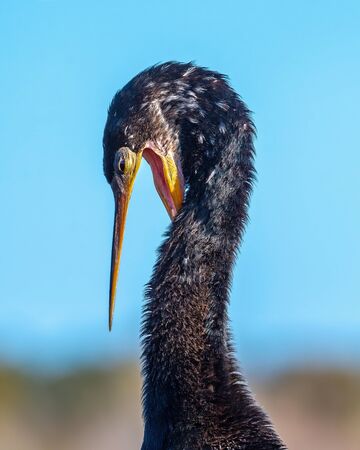 Close up of an anhinga preeningの写真素材