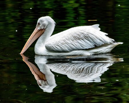 White pelican swimming in a pond with a reflection in central Floridaの写真素材