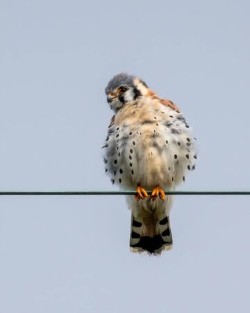 American kestrel on a wire fluffing its feathers upの写真素材