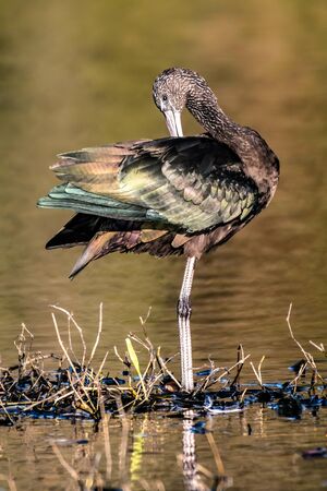 Glossy ibis is a brown bird with iridescent feathers when in the sunlightの写真素材
