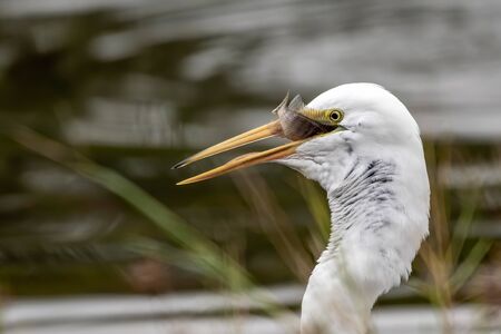 Great egret swallowing a fish - Floridaの写真素材