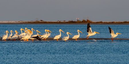White pelicans migrated south for the winter to  central Floridaの写真素材