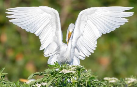 Great egret spreads his wings like an angelの写真素材