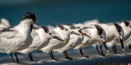 Terns lined up in a rowの写真素材