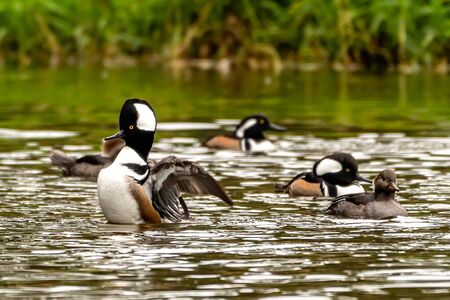 Bufflehead merganser spreads his wingsの写真素材