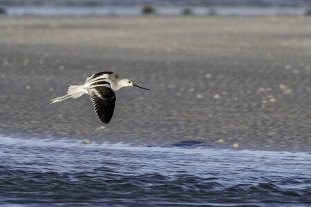 American avocet flying over the beachの写真素材