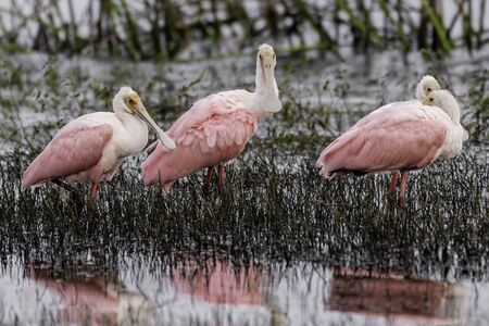 Roseate spoonbills gather on the marshy shore of a lake in Floridaの写真素材