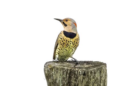 Northern flicker sits on a stump, white backgroundの写真素材