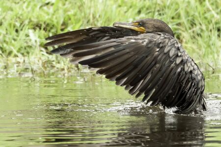 Cormorant flapping his wings in a pond