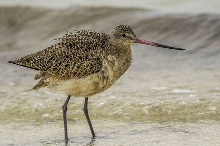 Marbled godwit on the shore of the Gulf of Mexico - Florida