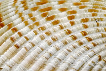 Closeup of a shell on the beach