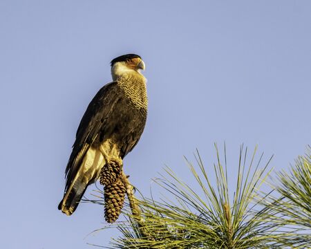 Cara cara bird perched in a pine treeの写真素材