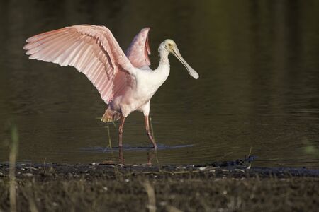 Roseate spoonbill walks along the shore with open wingsの写真素材
